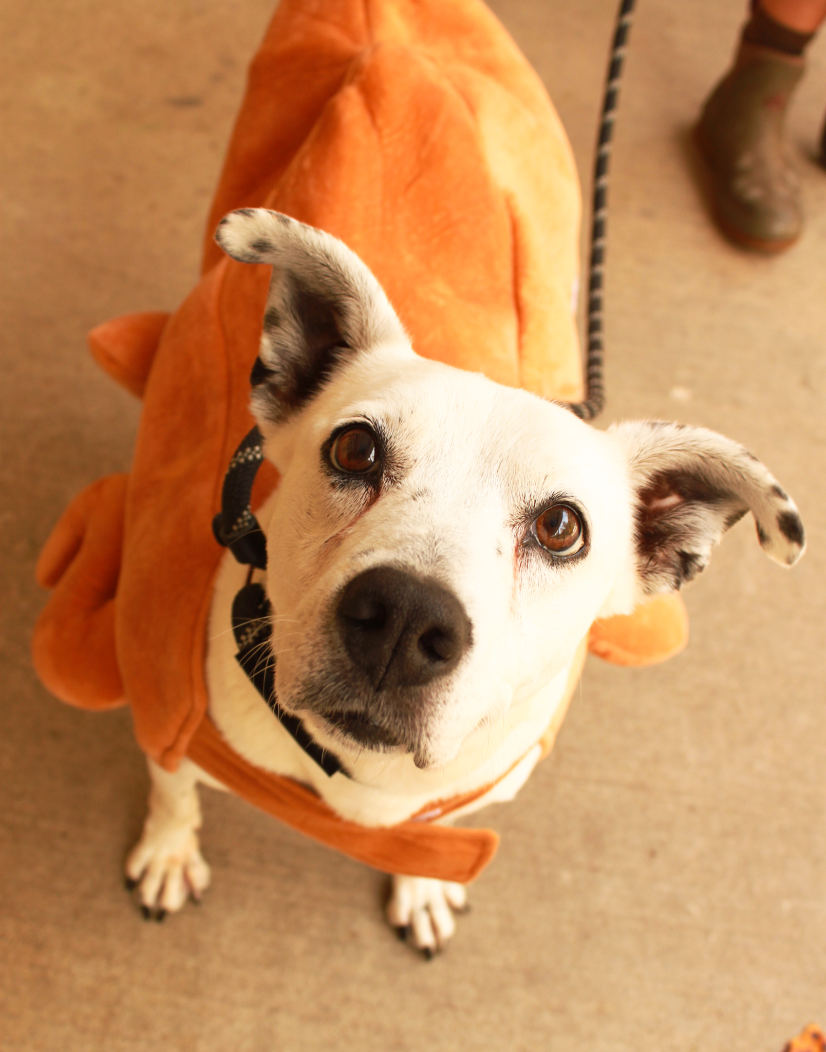 Dog in turkey suit